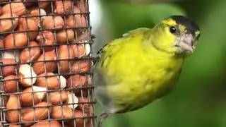 Eurasian Siskin Spinus spinus male using a peanut feeder