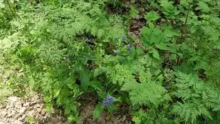 Blue flower in the forest. Stock video. Footage.