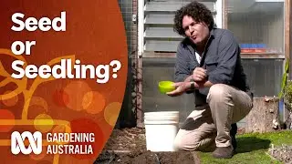 Should you grow from seed or seedling? | Growing fruit and veg | Gardening Australia