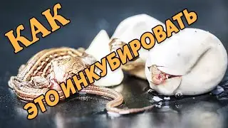 Инкубация длинною в два года и другие интересные факты об инкубаторах в природе.