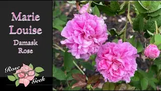 🌹 Marie Louise Damask Rose / Zone 8a / Fragrant!