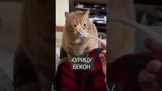 Рвотный рефлекс: Кот СМЕШНО реагирует на любую еду