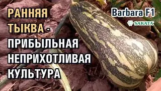 РАННЯЯ ТЫКВА - ПРИБЫЛЬНАЯ НЕПРИХОТЛИВАЯ КУЛЬТУРА (27-06-2019)