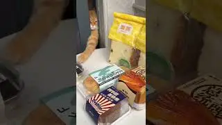 🐱 Котячьи приколы. Дайте что-то🤣 #animals #животные #топ