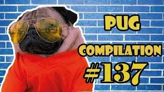 Pug Compilation 137 - Funny Dogs but only Pug Videos | Instapug