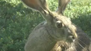 A Rabbit with Big Feet and Enormous Ears Spotted in Our Front Yard