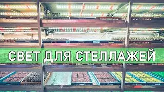 Размещение ламп при стеллажном выращивании микрозелени на ситифермах.