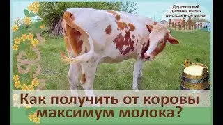 Правильное кормление и содержание коров молочного направления. Подготовка к отёлу нетеля.