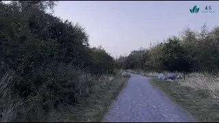 Walking through the forest after sunset