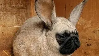 Funny Dogs but only Pugs Videos - Pug Compilation 13 | Instapugs