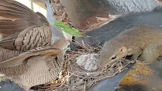 Dove birds Protect the first baby in the nest - Full Video- Baby Birds Dove 🐣🐿😭