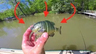 New Favorite Swimbait gets DESTROYED!