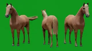 green screen animal footage  Horse brown walk chroma key animation footage buy in telegram bio