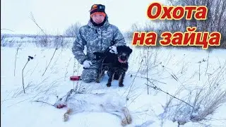 Охота на зайца. Знакомим щенка ягдтерьера с зайцем. Hunting with a Jagdterrier