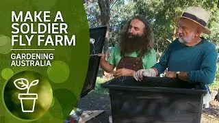 How to make a black soldier fly farm