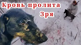 Подвели собак 🤦‍♂️Охота на лис с ягдтерьеромJagdterrier hunting fox