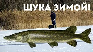 Толковое обучение ловли щуки по месяцам зимой! Секреты ловли щуки зимой!