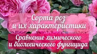 Сорта роз и их характеристики 🌹Сравнение химического и биологического фунгицида🦠