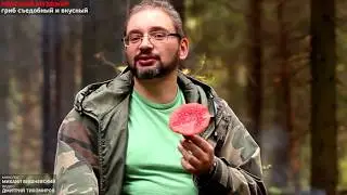 Мухомор – хороший и вкусный гриб, если уметь его готовить (Михаил Вишневский).