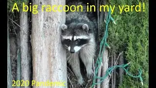 2020 Pandemic shelter-in-place: A big beautiful raccoon in my yard (4K)