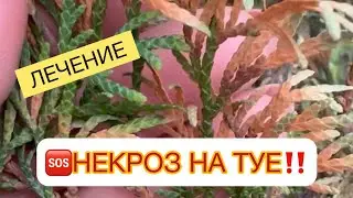 ‼️🆘НЕКРОЗ НА ТУЕ🆘‼️‼️🔸ЛЕЧЕНИЕ 👇ОПРЫСКИВАНИЕ в описании