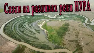 САЗАН в сердце реки НУРА. Ловим на донки и перевертыши.