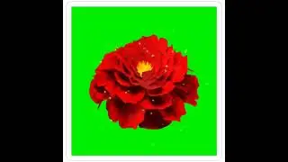 Green Screen Rose Flower Green Screen 4K, Chroma Key, Green Background, Green Status, Green Screen