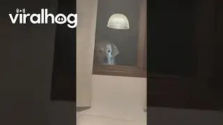 Dog Watches Dinner Party Through Window || ViralHog