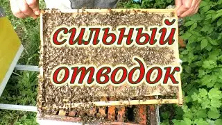 Как сделать СИЛЬНЫЙ ОТВОДОК и ПРЕДОТВРАТИТЬ РОЕНИЕ