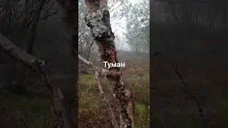 Опасный лес в тумане, чуть не заблудился.