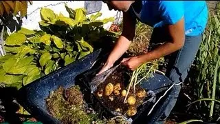 Giant potatoes in a box - two-meter high leaves and large tubers!