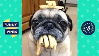 Adorable Pug Compilation - Cute Dog Videos | Funny Vines