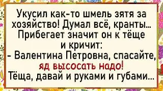 Как зятя укусил шмель за хозяйство! Сборник острых анекдотов! Юмор!