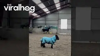 Little Equine and Big Equine Play Together || ViralHog