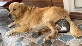 Foster Kitten Can't Sleep Without Her Golden Retriever Buddy