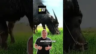 Почему быки работают на людей? 🐂