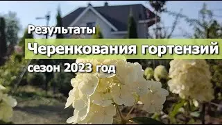 Черенкование гортензий: результаты сезона 2023г. | Летнее и зимнее черенкование гортензий: что лучше