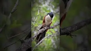 Burchell’s Coucal - the rainbird calling 🎶 