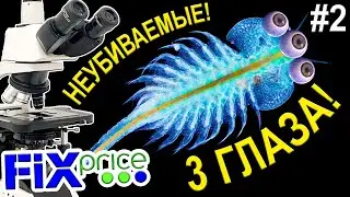 ✅У артемии из Fix Pricе выросли 3 глаза! #2