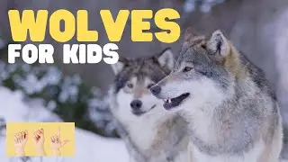 ASL Wolves for Kids