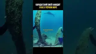 Карадагский змей в чёрном море