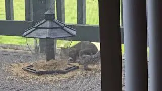 Squirrel Vs Bird feeder