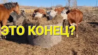 КРАХ ХОЗЯЙСТВУ? Продажа скота. Почему?/Семья Фетистовых