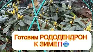 ‼️ГОТОВИМ РОДОДЕНДРОН К ЗИМЕ‼️🥶