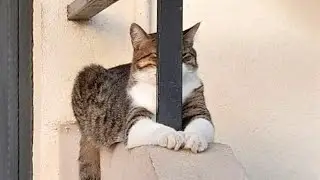 Try Not To Laugh Funny Cats and Dogs Videos 2024🤣 New Funny Animals Video