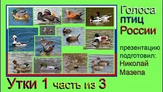 Утки. 1 часть из 3. Голоса птиц России