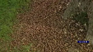 Marcus finds piles of cicada shells in Western Springs