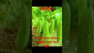 Taif f has produced so many crops|তায়েফ এতো ফসল উৎপাদন হয় কানো যেনে নিন #shout #viral#video