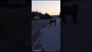 Новая встреча с амурским тигром в Сихотэ-Алинском заповеднике