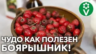 НА ЗДОРОВЬЕ! 7 РЕЦЕПТОВ ПРИМЕНЕНИЯ БОЯРЫШНИКА – настойка, чай, варенье и даже ванна!